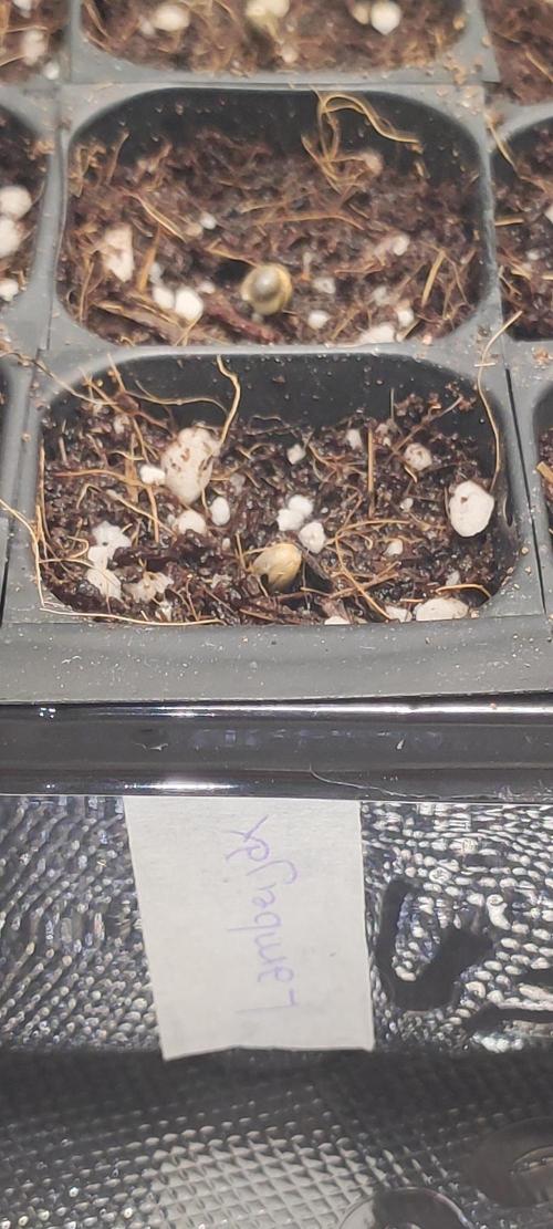 Lambeijax #3. Week 0