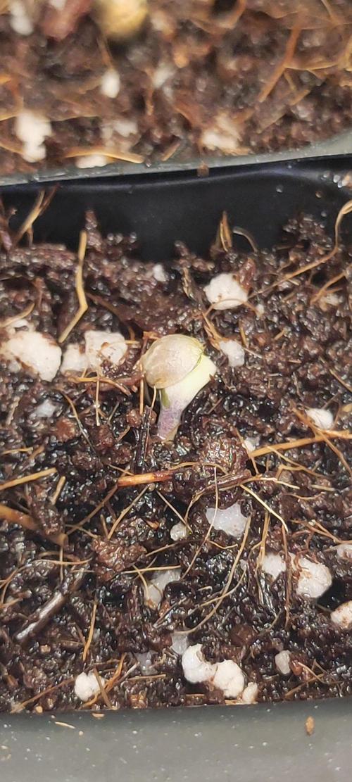 Julieta. Week 0