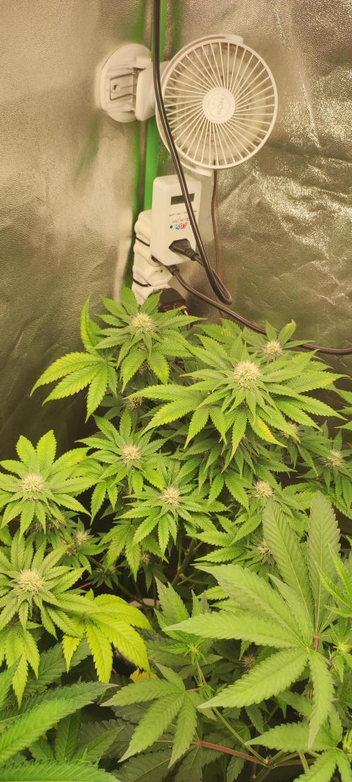 Zkittlez. Week 8