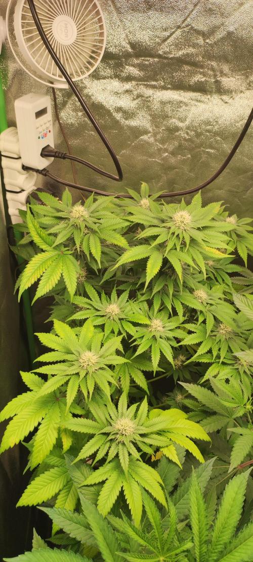 Zkittlez. Week 8