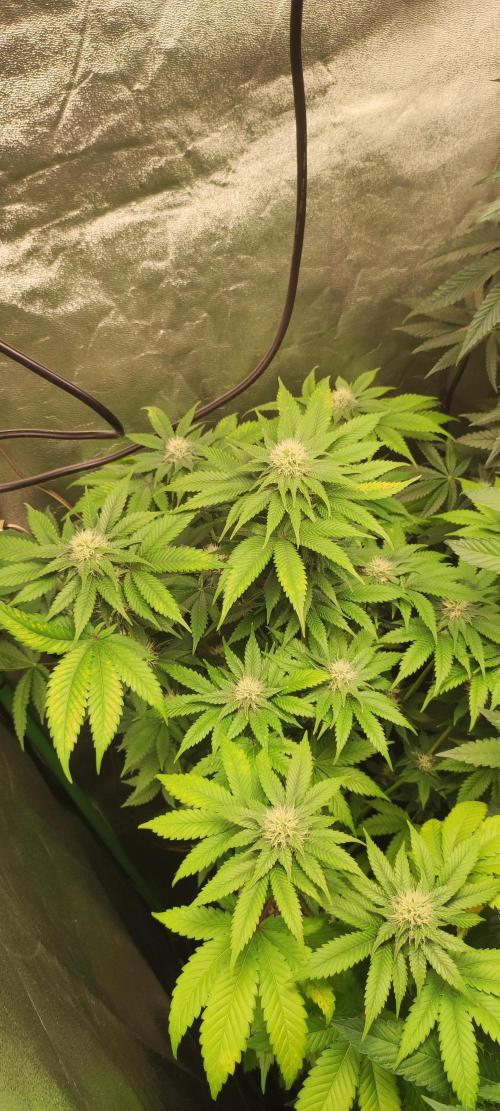 Zkittlez. Week 8