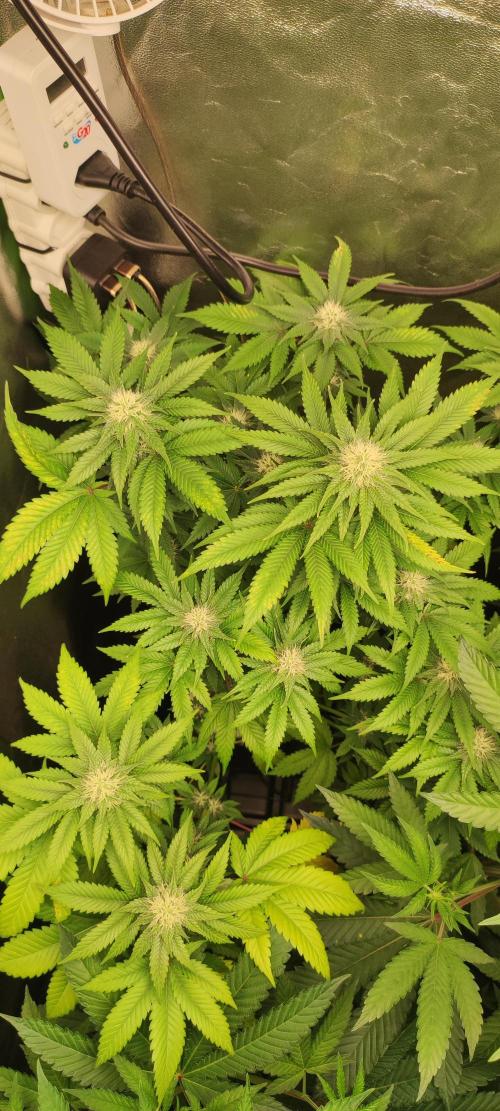 Zkittlez. Week 8