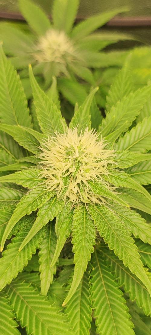 Zkittlez. Week 8