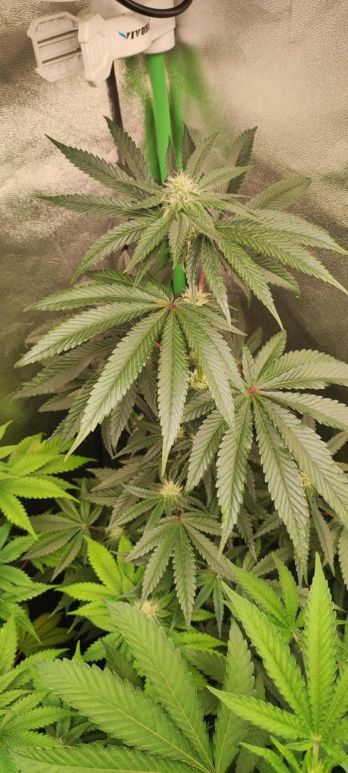 White Widow. Week 8