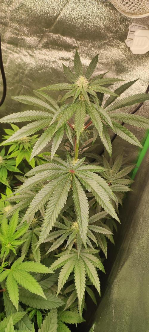 White Widow. Week 8