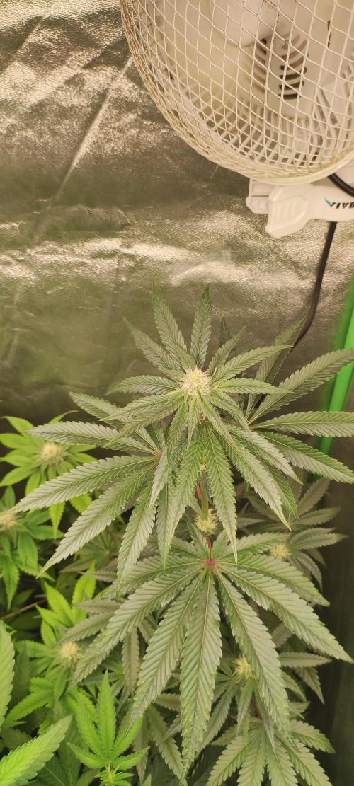 White Widow. Week 8