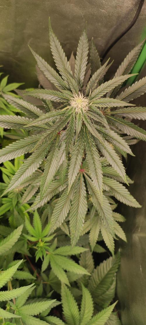 White Widow. Week 8