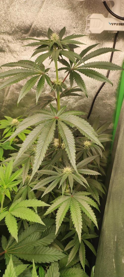 White Widow. Week 8