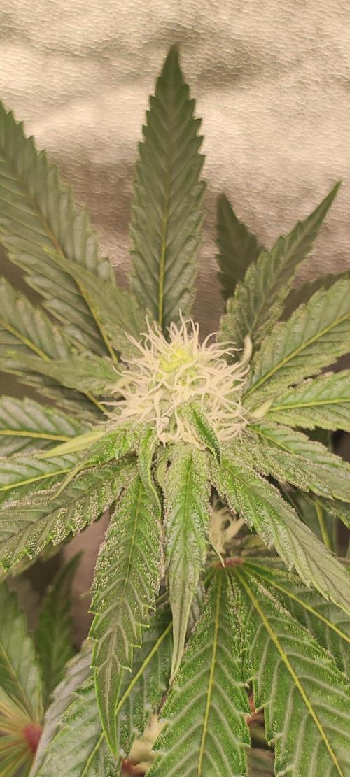 White Widow. Week 8