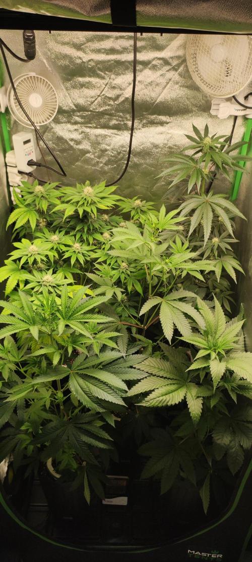 White Widow. Week 8