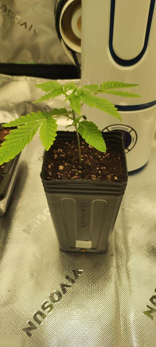 Mimosa. Week 1