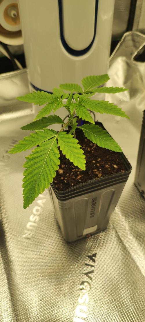 Mimosa. Week 1
