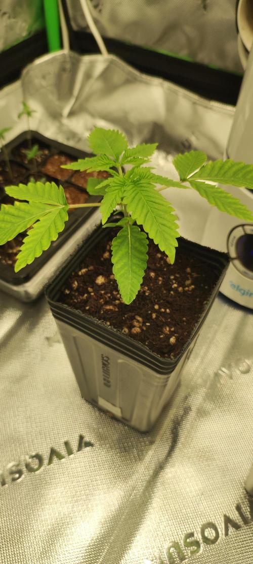 Mimosa. Week 1