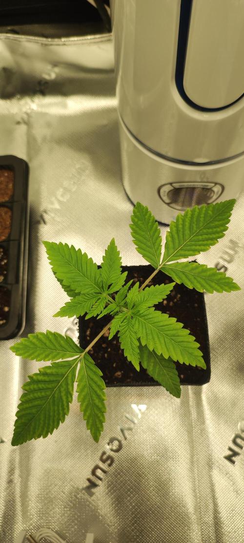 Mimosa. Week 1
