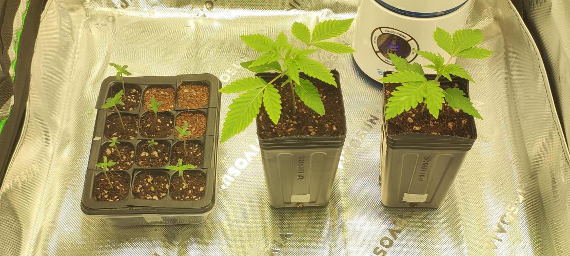 Mimosa. Week 1