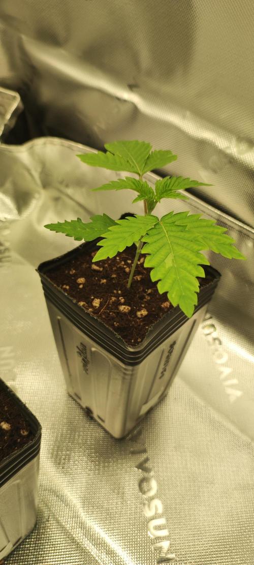 Garlotti. Week 1