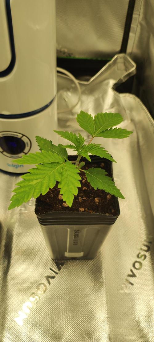 Garlotti. Week 1