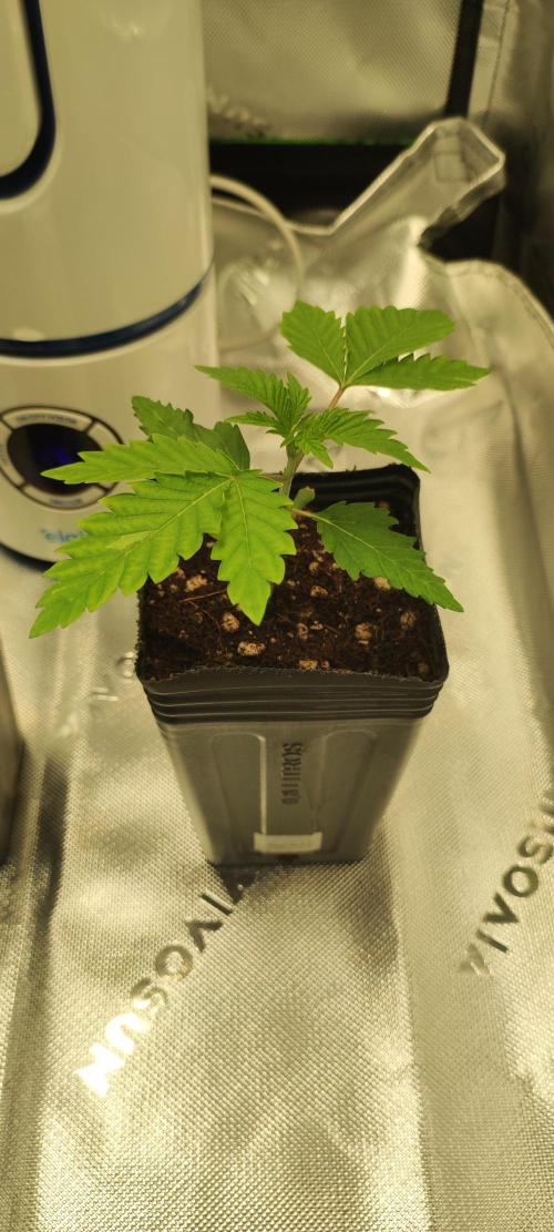 Garlotti. Week 1