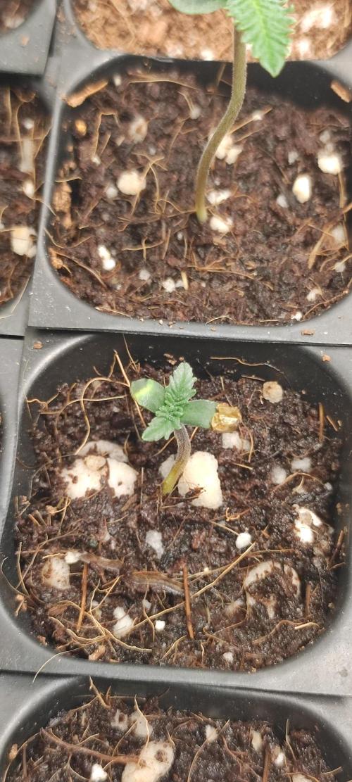 Lambeijax #3. Week 0