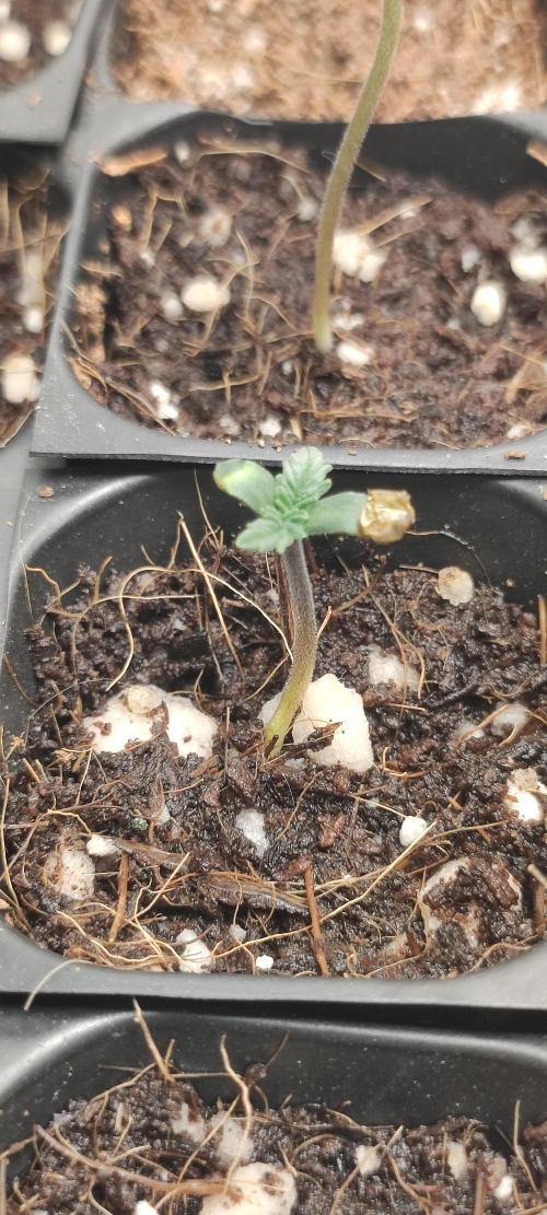 Lambeijax #3. Week 0