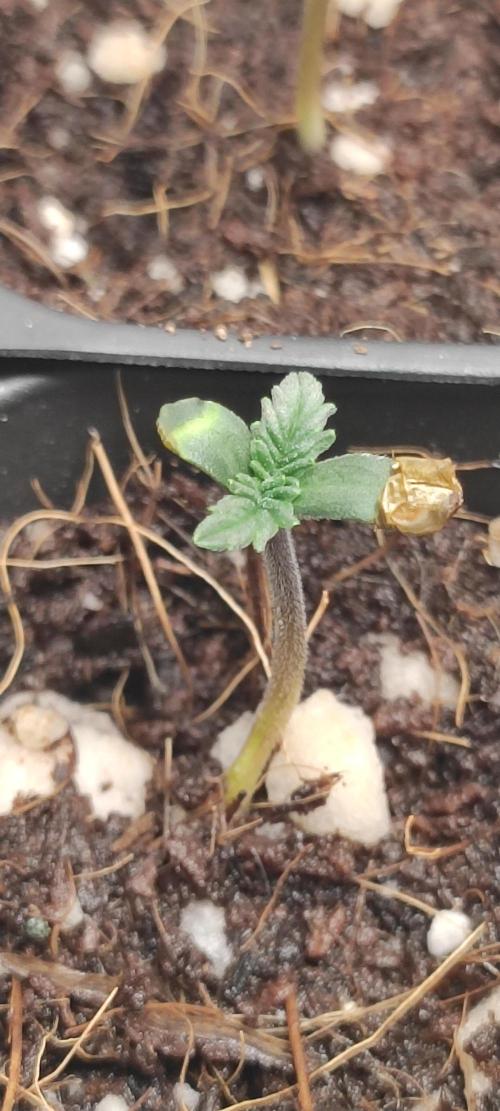 Lambeijax #3. Week 0