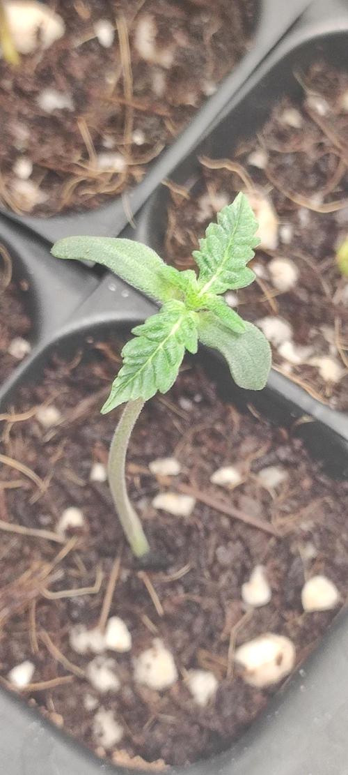Cheese. Week 0