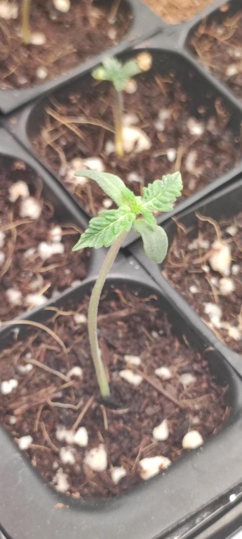 Cheese. Week 0