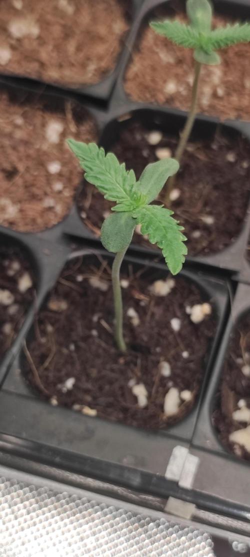 White Widow x Freakshow. Week 0