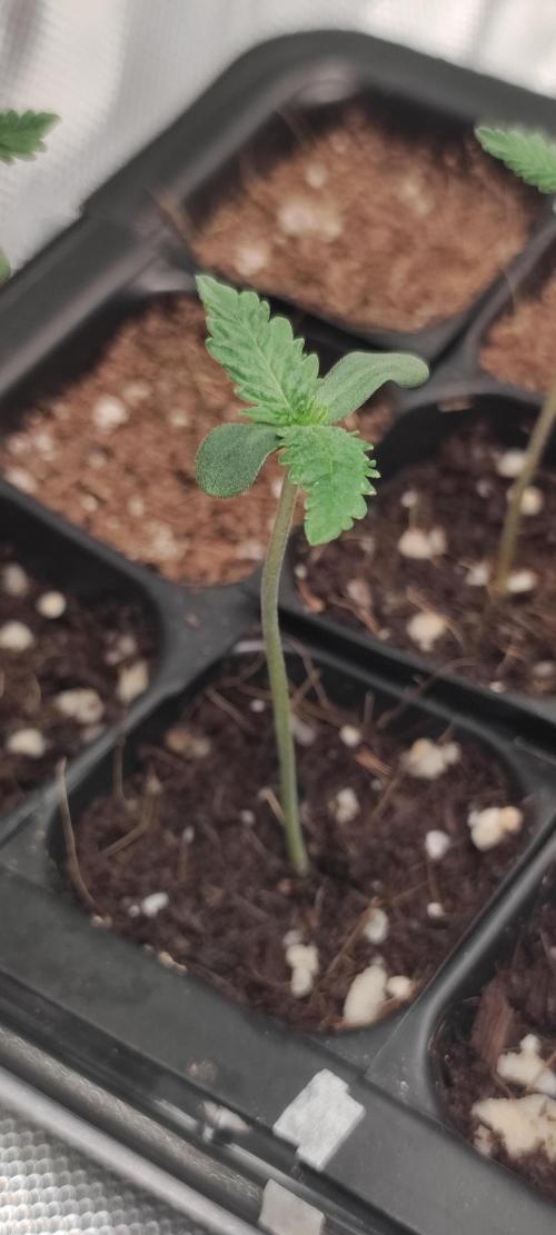 White Widow x Freakshow. Week 0