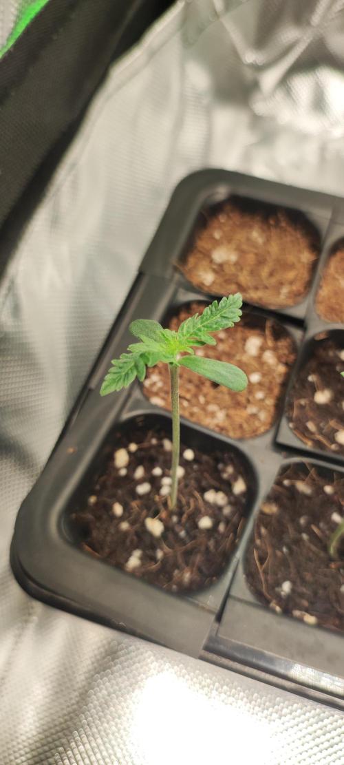 White Widow x Freakshow. Week 0