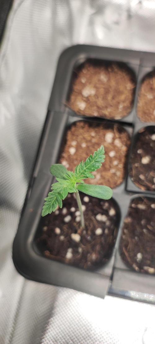 White Widow x Freakshow. Week 0