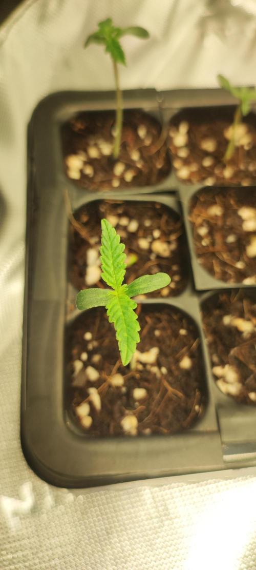 Julieta. Week 0