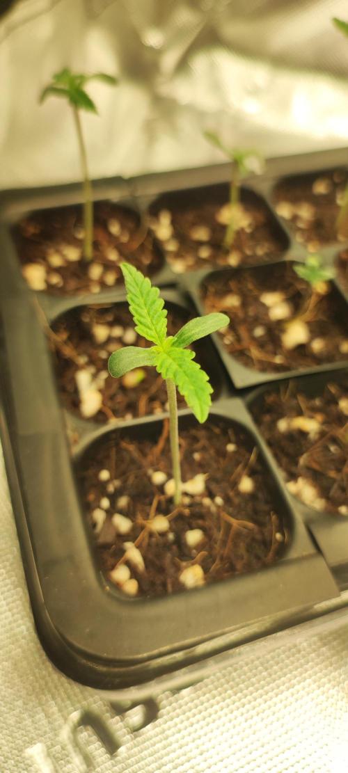 Julieta. Week 0