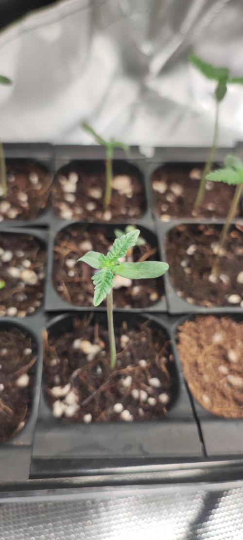 Julieta. Week 0