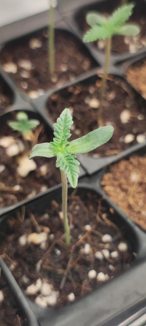 Julieta. Week 0