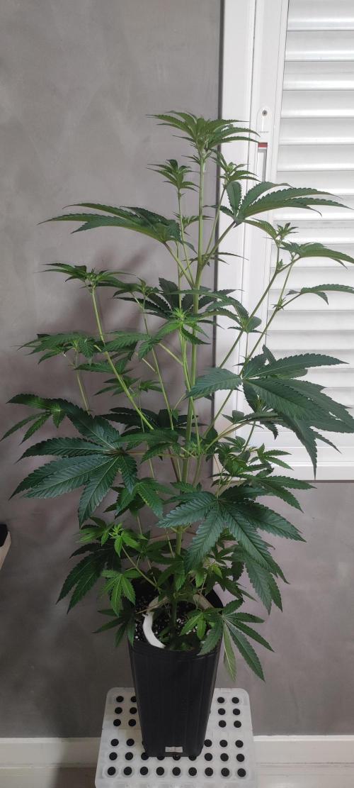 Grape Pie #1. Week 5