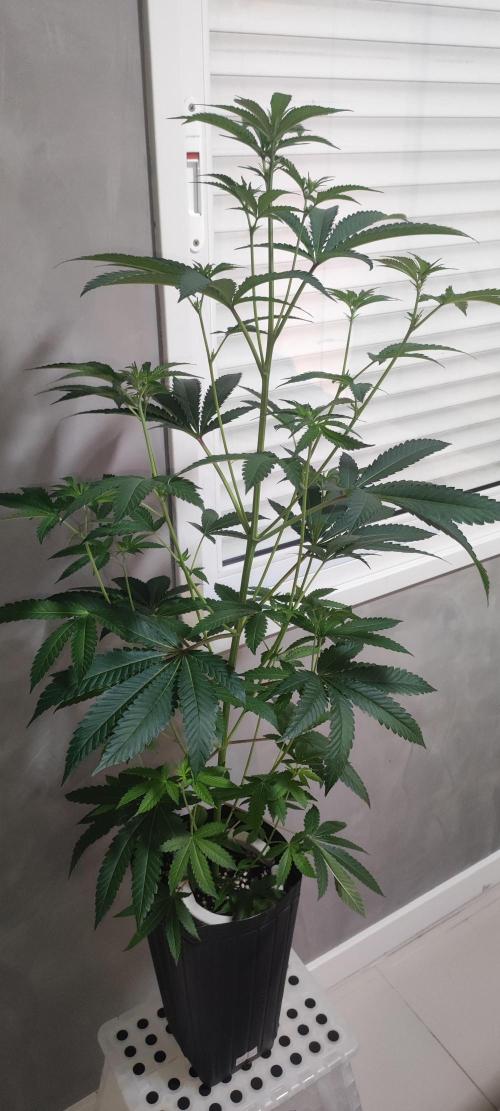 Grape Pie #1. Week 5