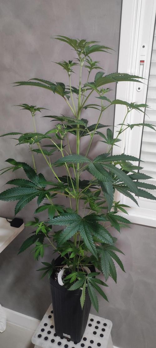 Grape Pie #1. Week 5