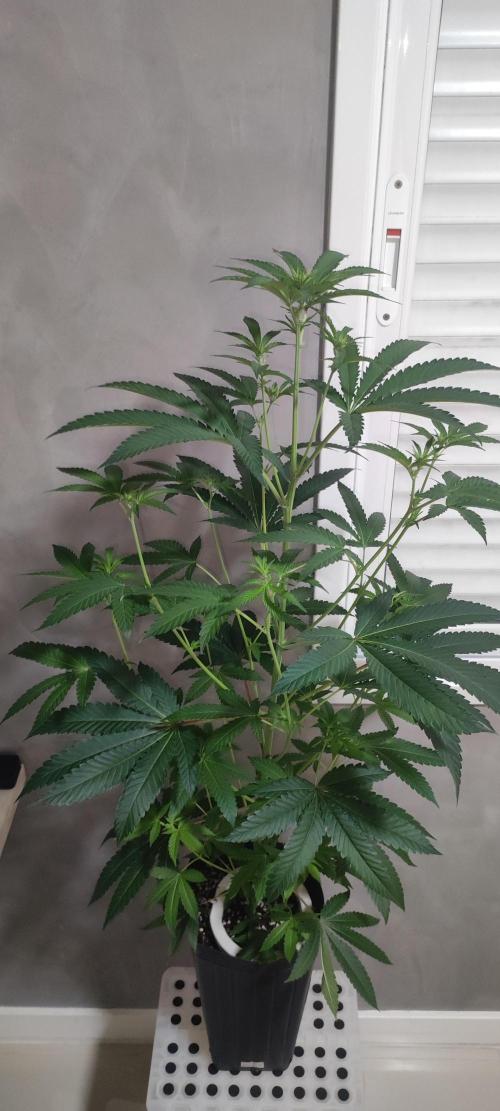 Grape Pie #1. Week 5