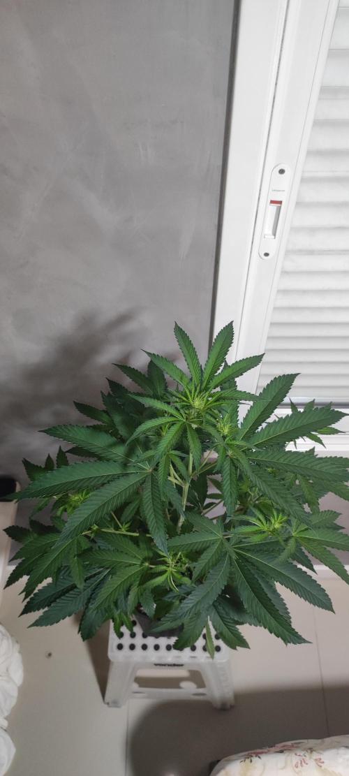 Grape Pie #1. Week 5