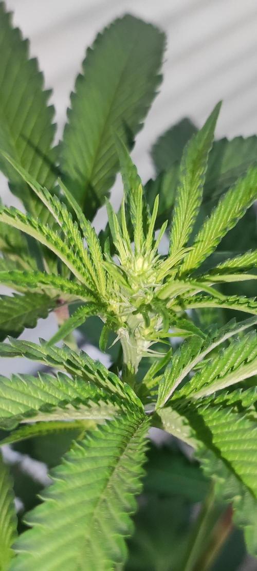 Grape Pie #1. Week 5
