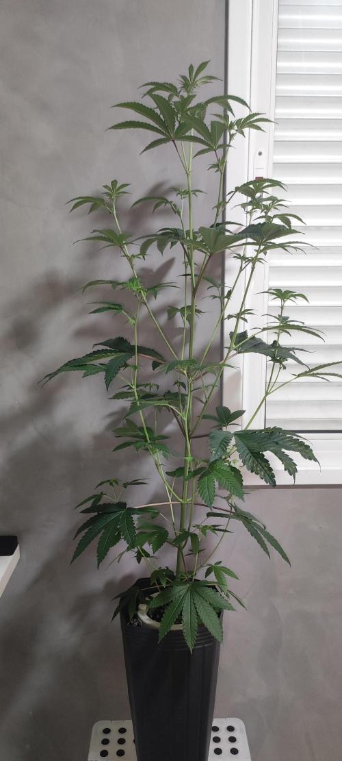 Banana Kush #1. Week 5