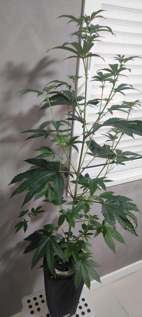 Banana Kush #1. Week 5