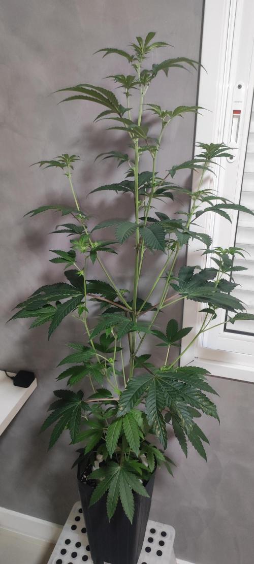 Banana Kush #1. Week 5