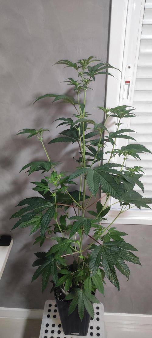 Banana Kush #1. Week 5