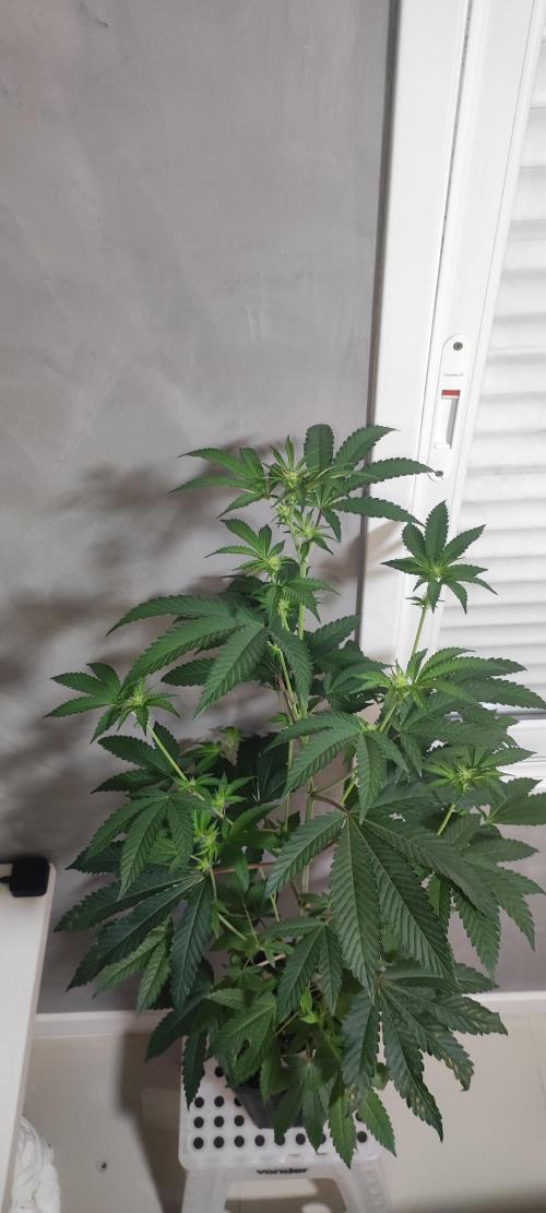 Banana Kush #1. Week 5