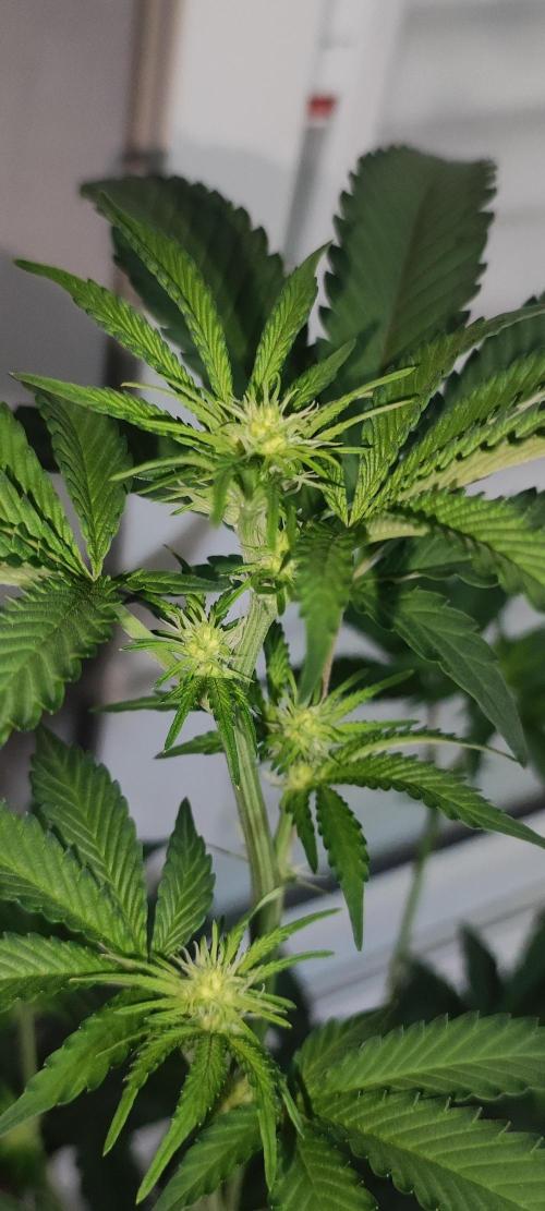 Banana Kush #1. Week 5