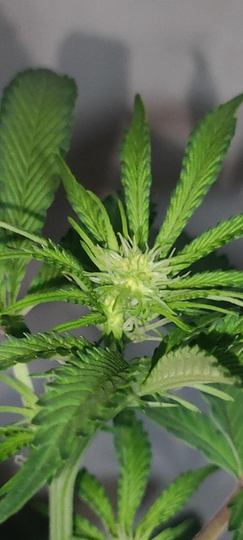 Banana Kush #1. Week 5