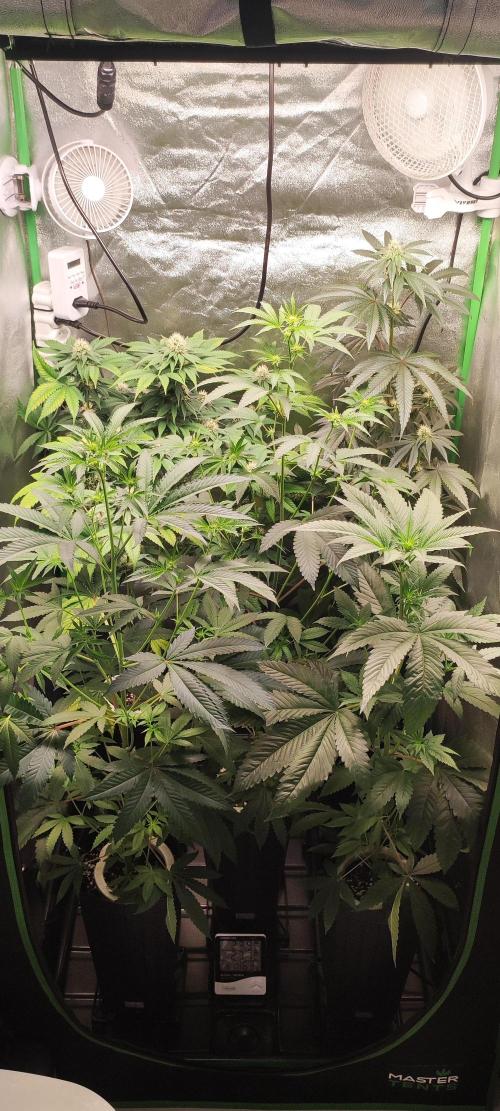 Banana Kush #1. Week 5
