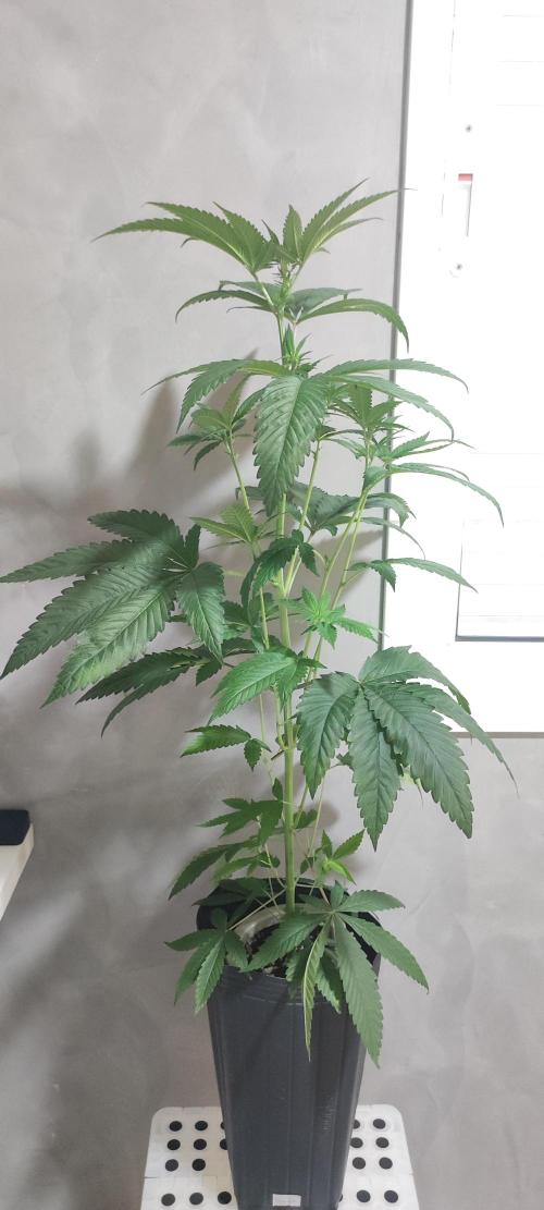 Pistachio #1. Week 5